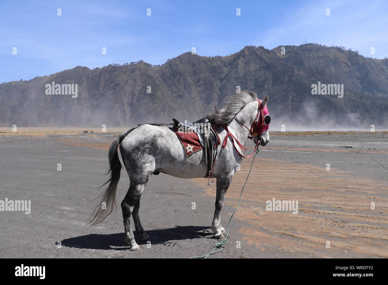 A saddled roan horse stands on a sandy plain with dry grass in the Bromo Valley. Stallion with red harness gazing at a nearby mountain range. Stock Photo