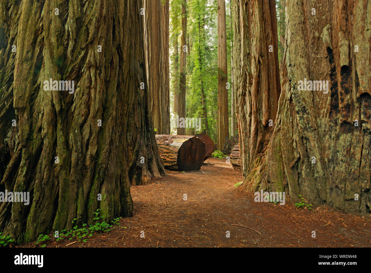 CA03512-00...CALIFORNIA - Trail through the giant redwood trees at Stout Grove in Jedediah Smith Redwoods State Park; part of the Redwoods National an Stock Photo