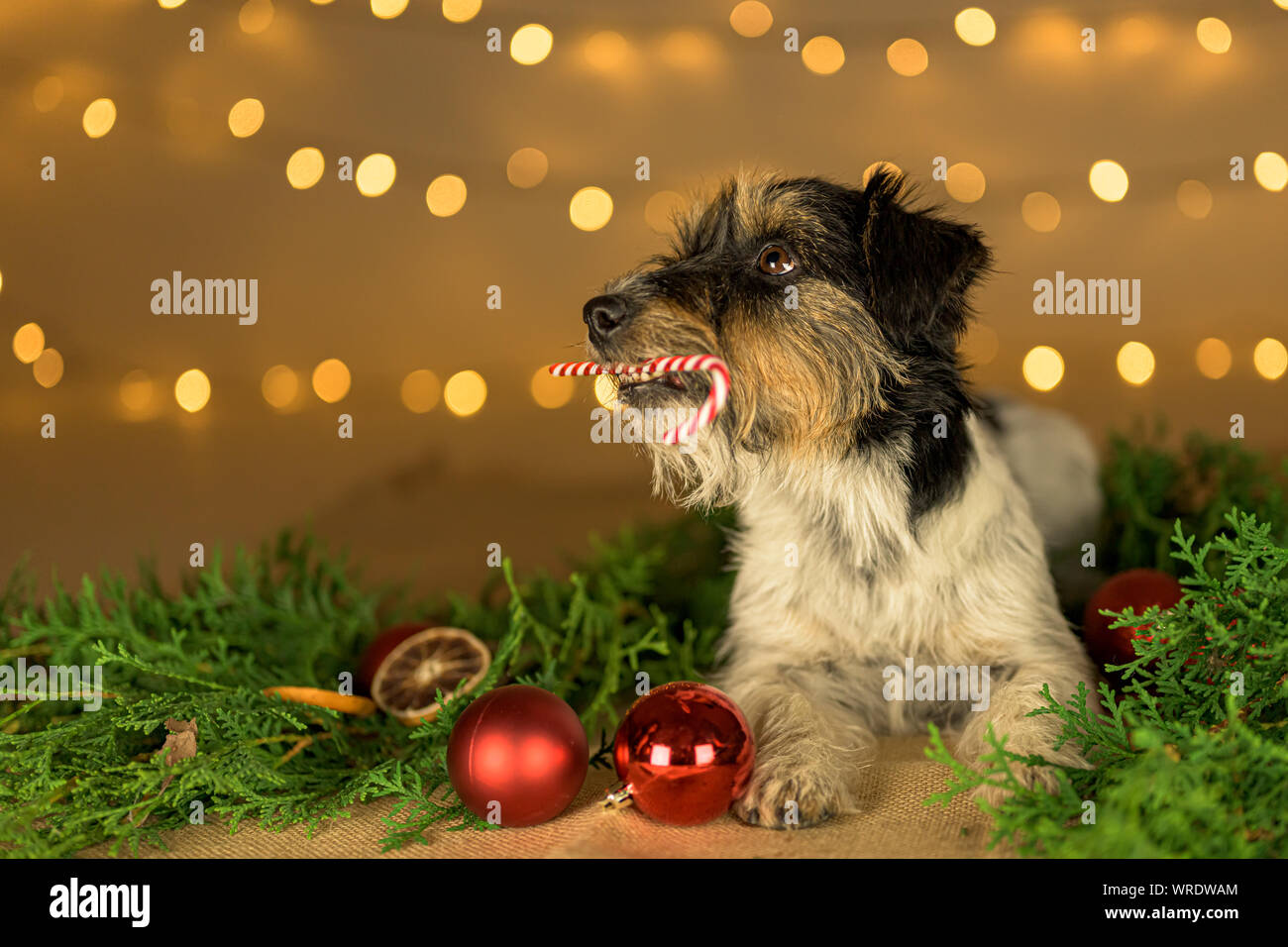 Peppermint stick hires stock photography and images Alamy