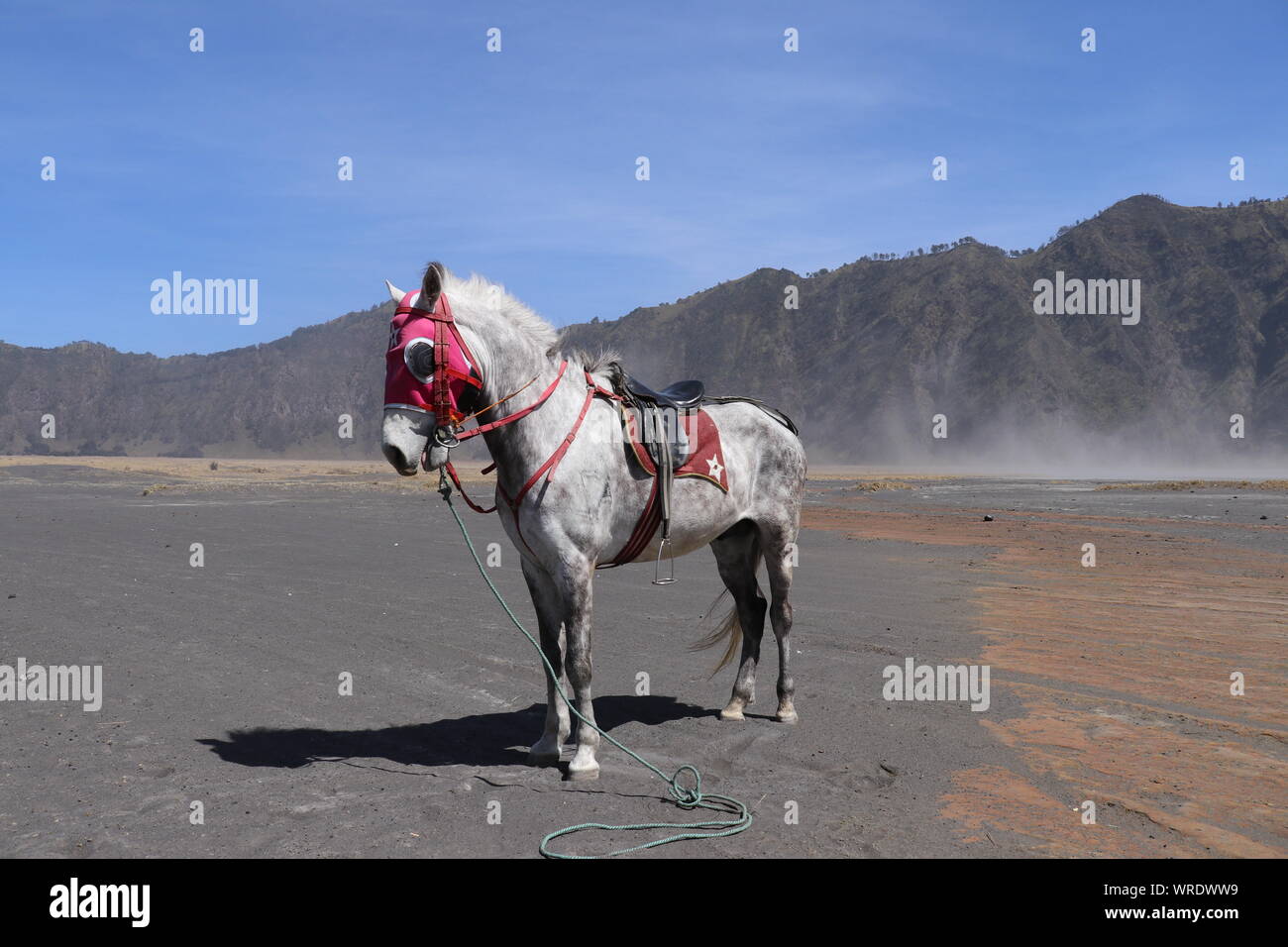 A saddled roan horse stands on a sandy plain with dry grass in the Bromo Valley. Stallion with red harness gazing at a nearby mountain range. Stock Photo
