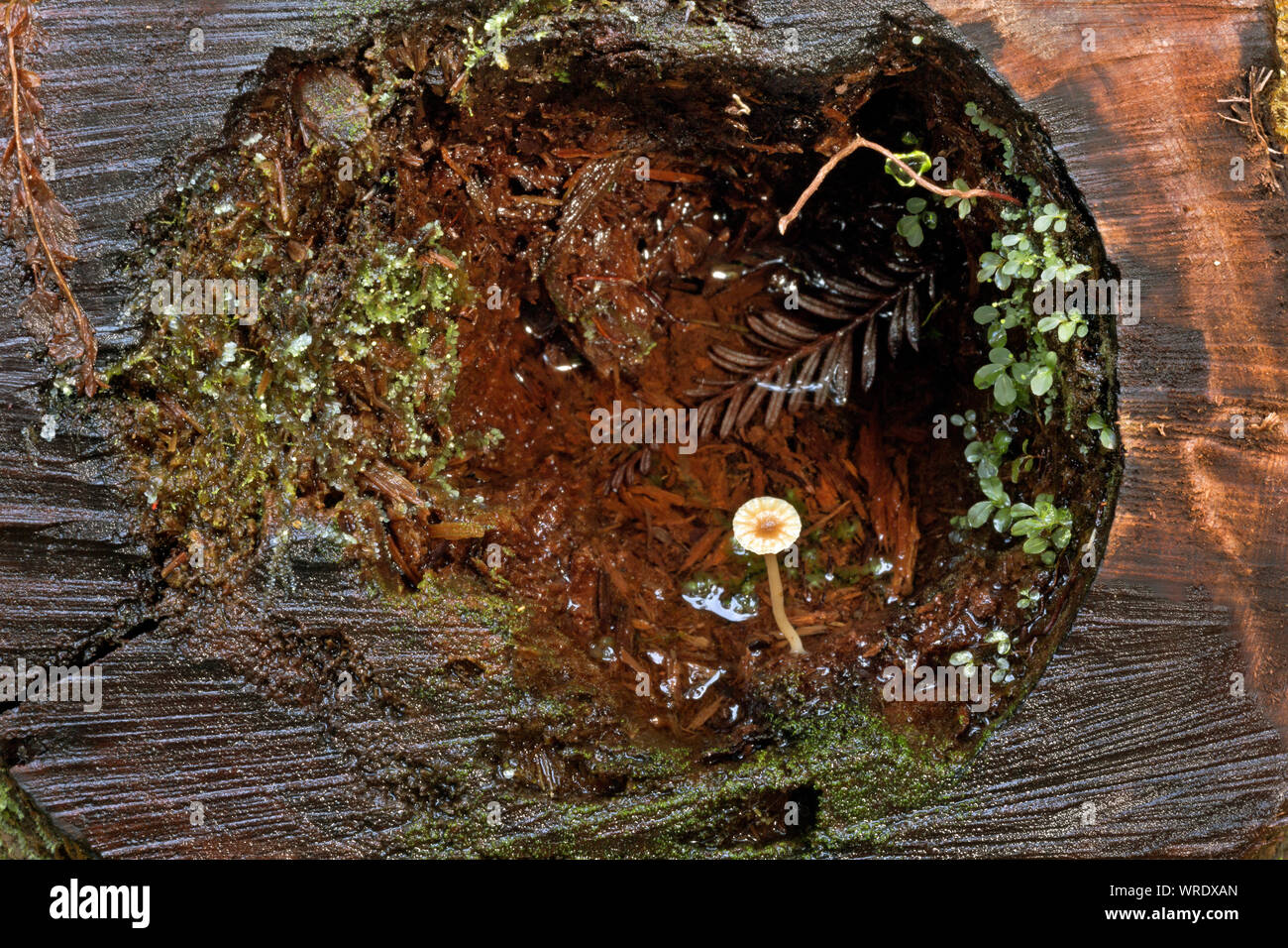 CA03523-00...CALIFORNIA - A naturally formed terrarium of moss,plants,alge, and a mushroom growing in a cut log along the side of the Brown Creek Tr. Stock Photo