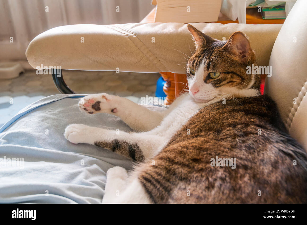 Tabby and white cat lying in an armchair. Stock Photo