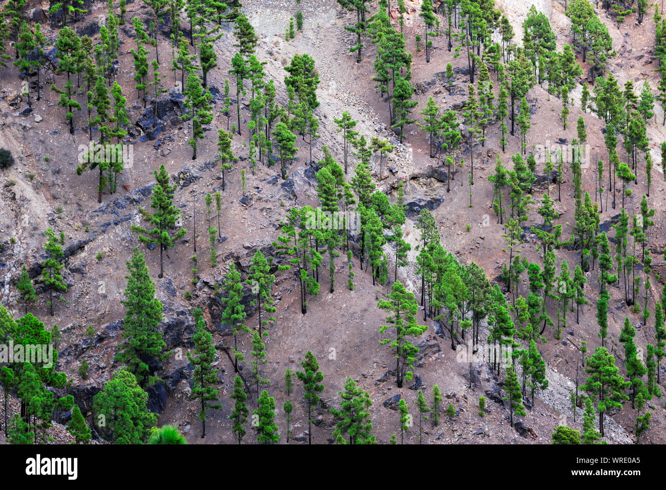 Canary island Pine trees (Pinus canariensis) growing in volcanic ashes. Gran Canaria, Canary islands. Spain Stock Photo