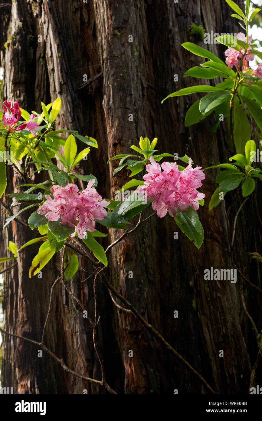 CA03517-00...CALIFORNIA - Rhododendron flowers and a large redwood tree on the Hiouchi Trail in Jedediah Smith Redwoods State Park. Stock Photo