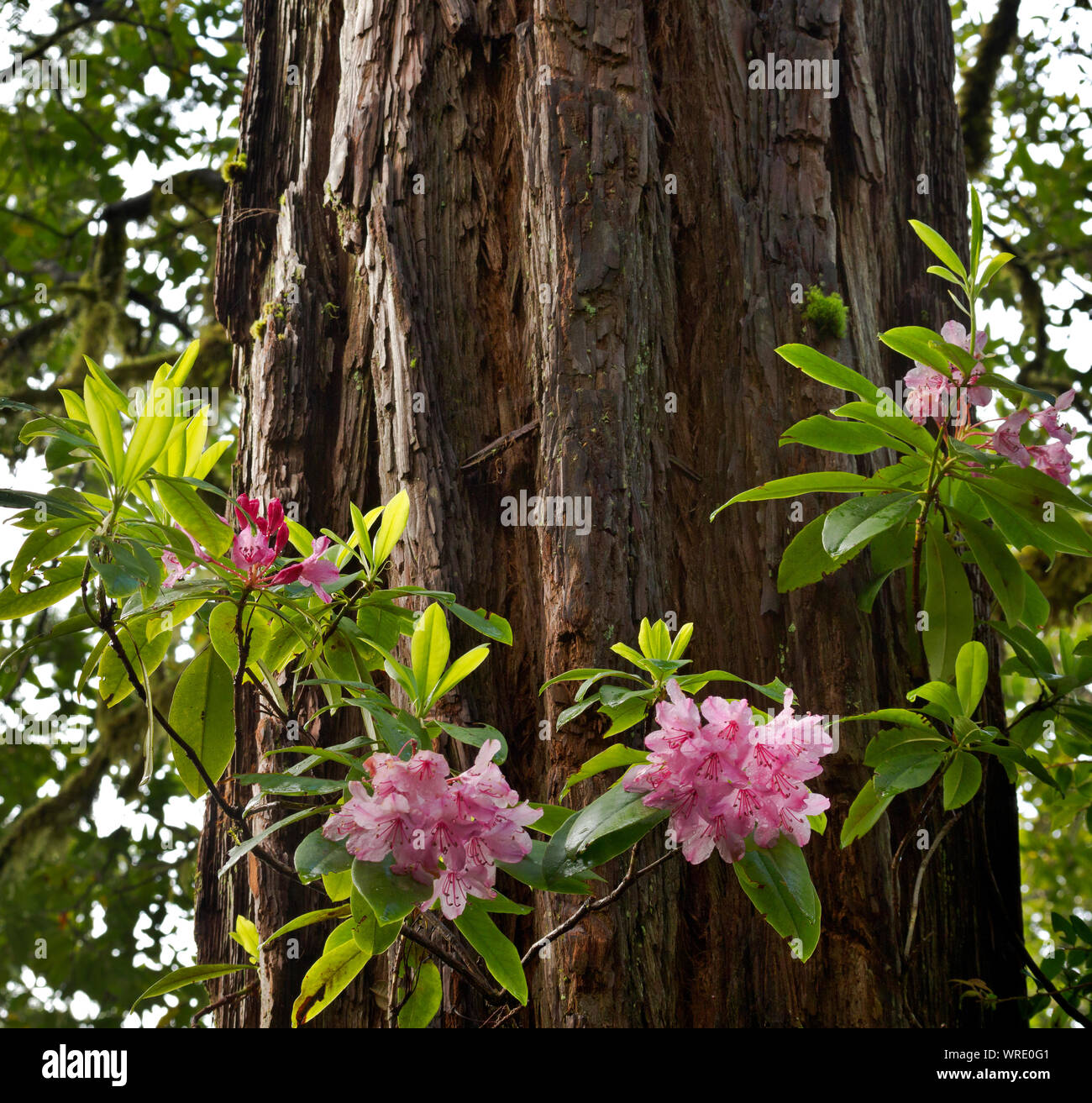 CA03518-00...CALIFORNIA - Rhododendron flowers and a large redwood tree on the Hiouchi Trail in Jedediah Smith Redwoods State Park. Stock Photo