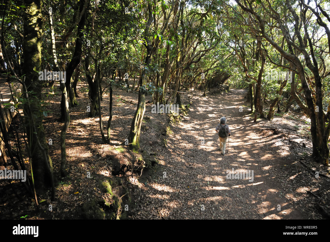 Walking along a path under laurel forest in Anaga Mountains. Tenerife, Canary islands. Spain Stock Photo