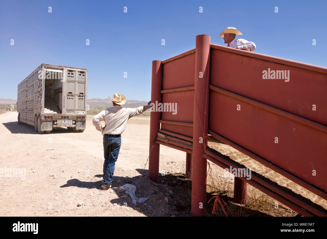 Cattle truck arriving at the shipping pens of a West Texas ranch. Stock Photo
