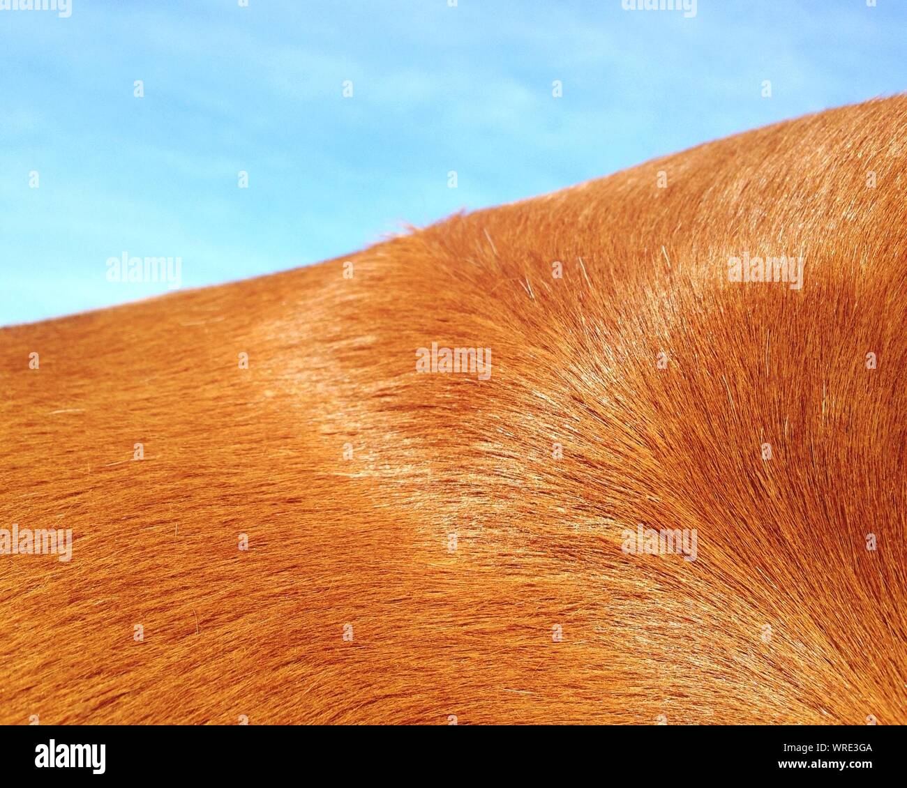 Detail Shot Of Animal Hair Stock Photo