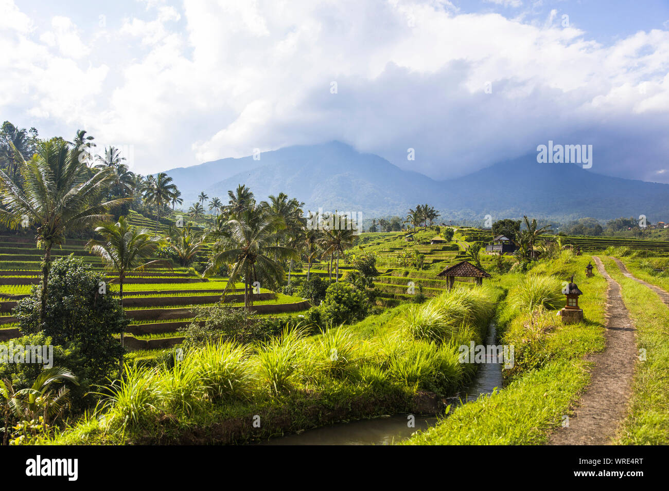 Rice fields of Jatiluwih in southeast Bali, Indonesia Stock Photo