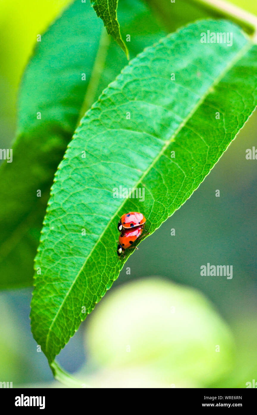 Ladybug mating on leaf hi-res stock photography and images - Alamy