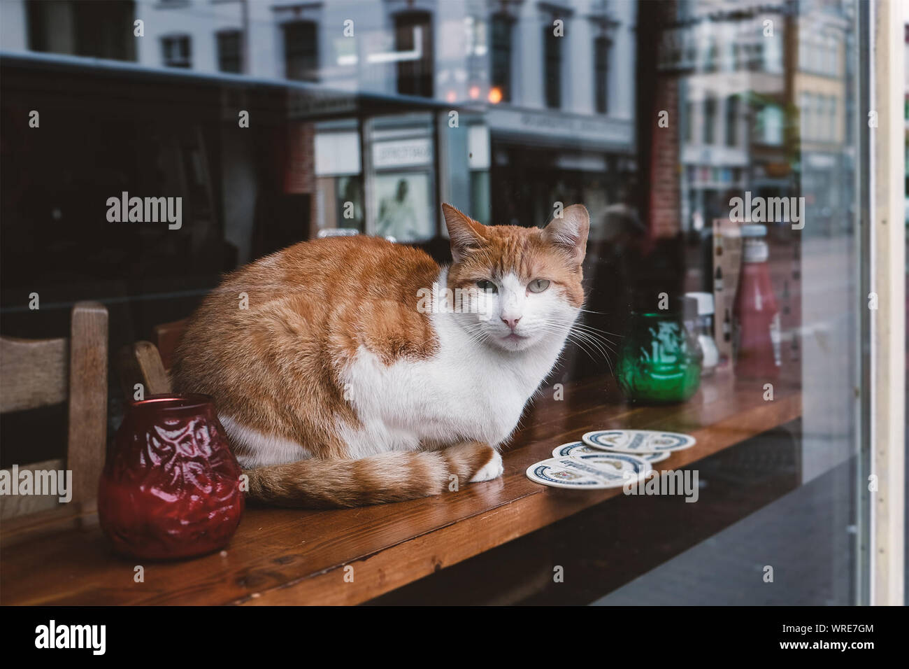 Cat On Bench Looking Through Window Stock Photo 272605892 Alamy