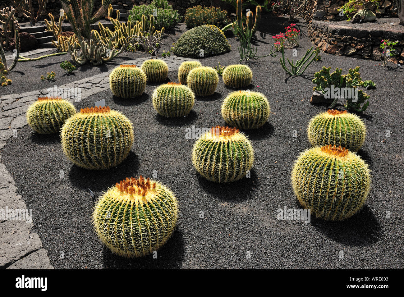Jardin de Cactus (Cesar Manrique). Lanzarote, Canary islands. Spain Stock Photo