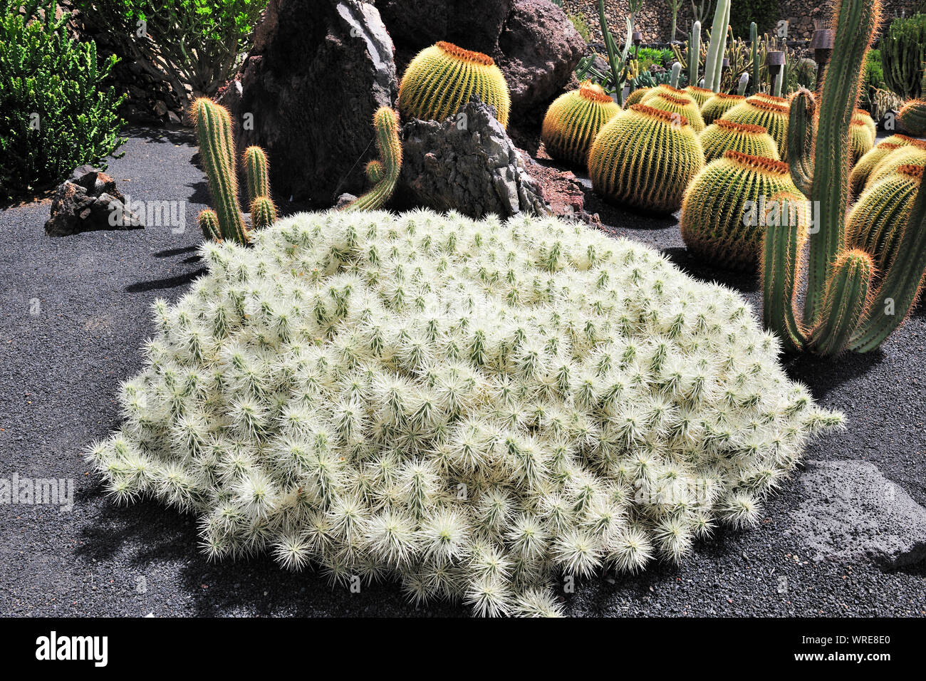 Jardin de Cactus (Opuntia tunicata). Lanzarote, Canary islands. Spain Stock Photo