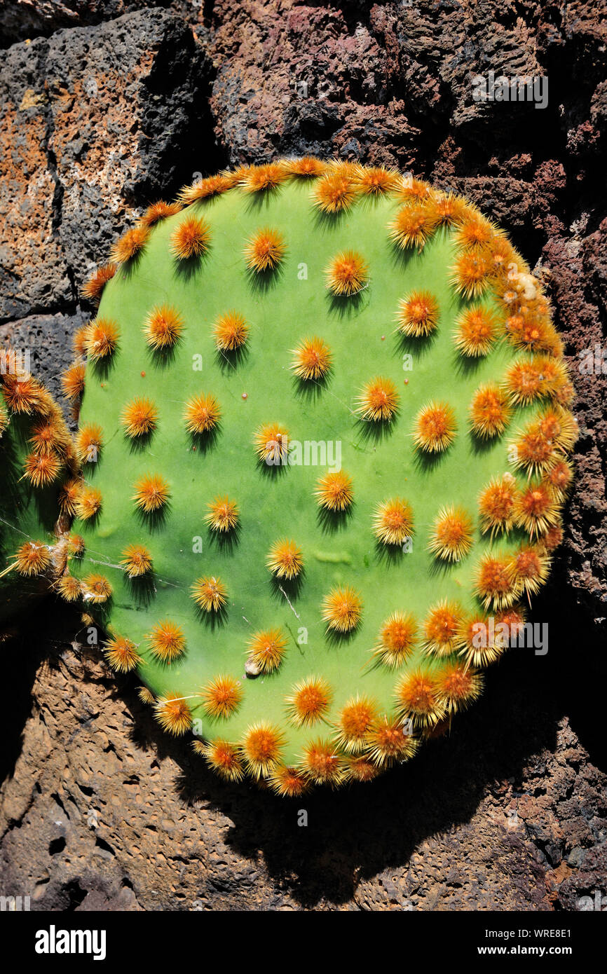 Jardin de Cactus (Cesar Manrique). Lanzarote, Canary islands. Spain Stock Photo