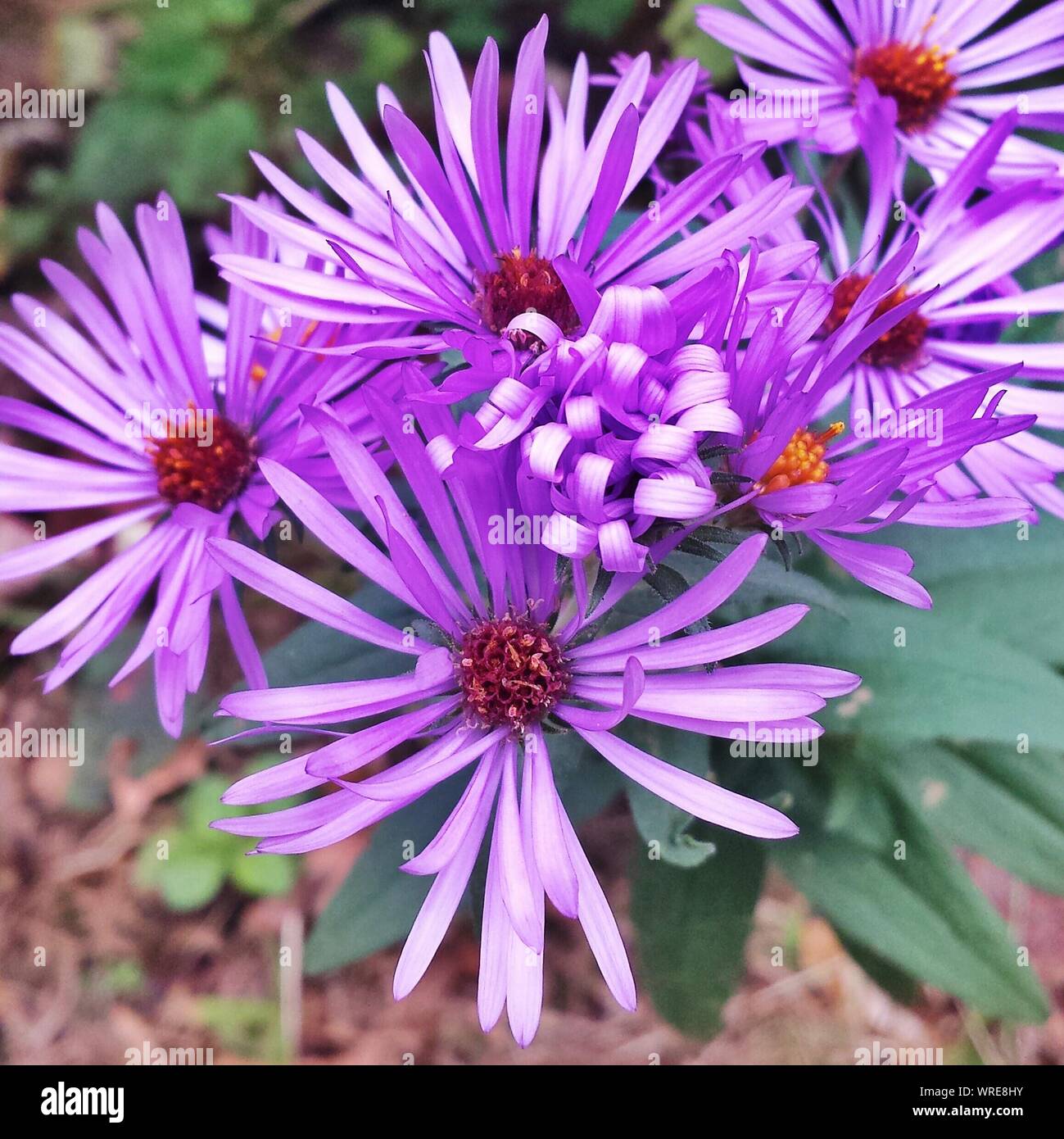 New england aster new england hires stock photography and images Alamy
