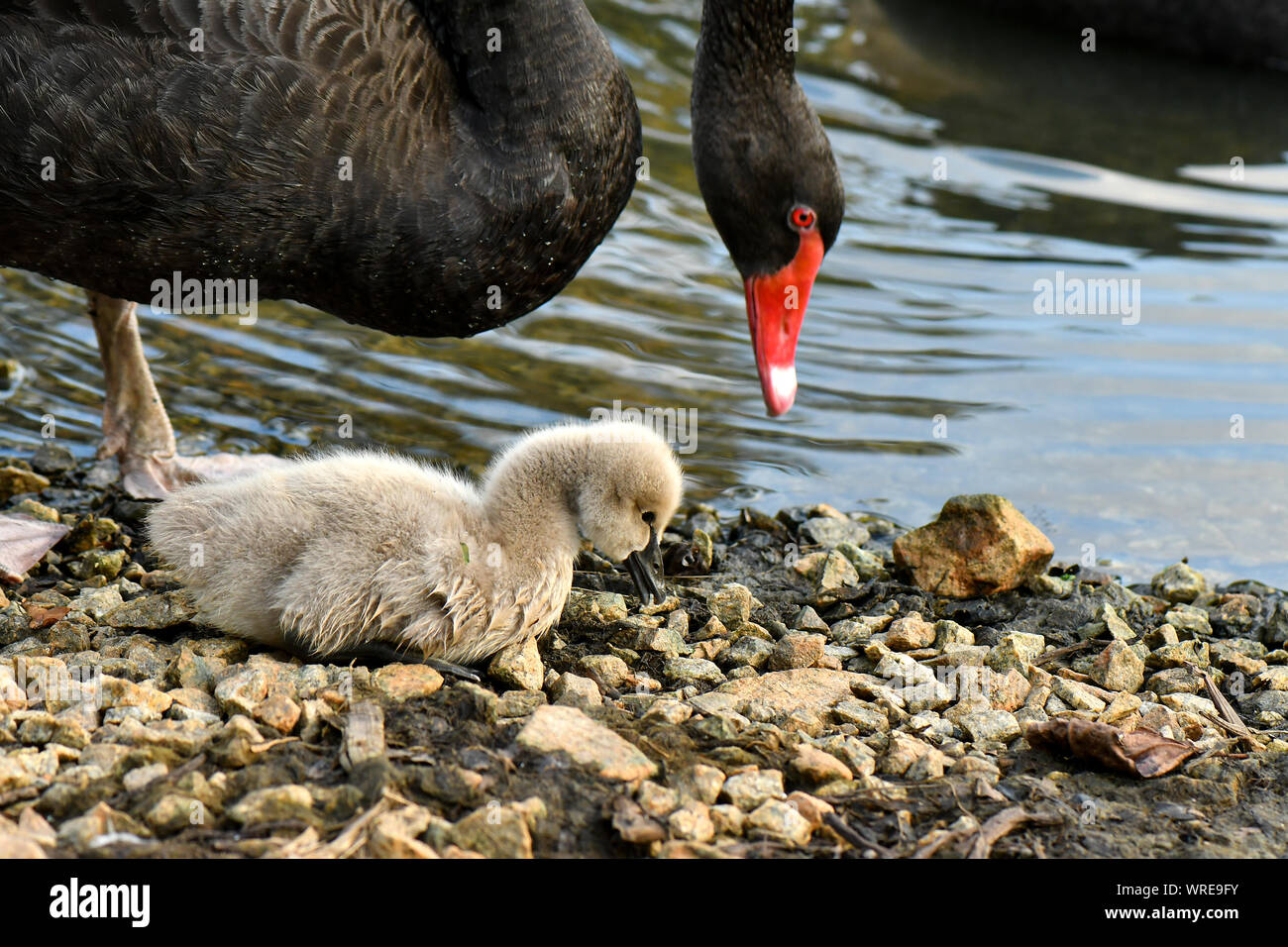 Black swan protecting cygnet beside pond looking for food Stock Photo