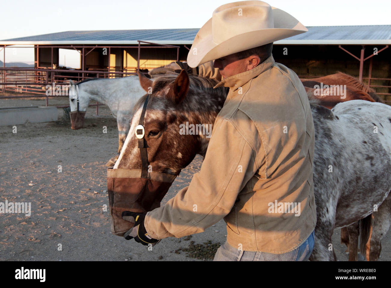 Scenes of ranch life in West TExas Stock Photo