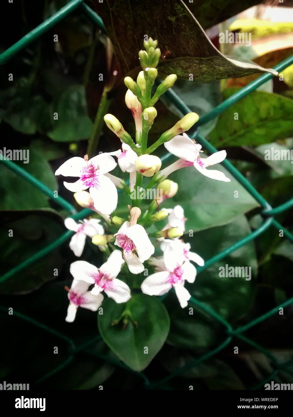 Closeup Flower Growing Out Of Netting Stock Photo Alamy