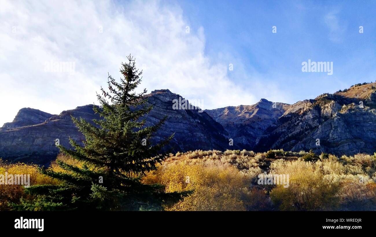 Trees By Mountains Against Sky At Provo Canyon Stock Photo