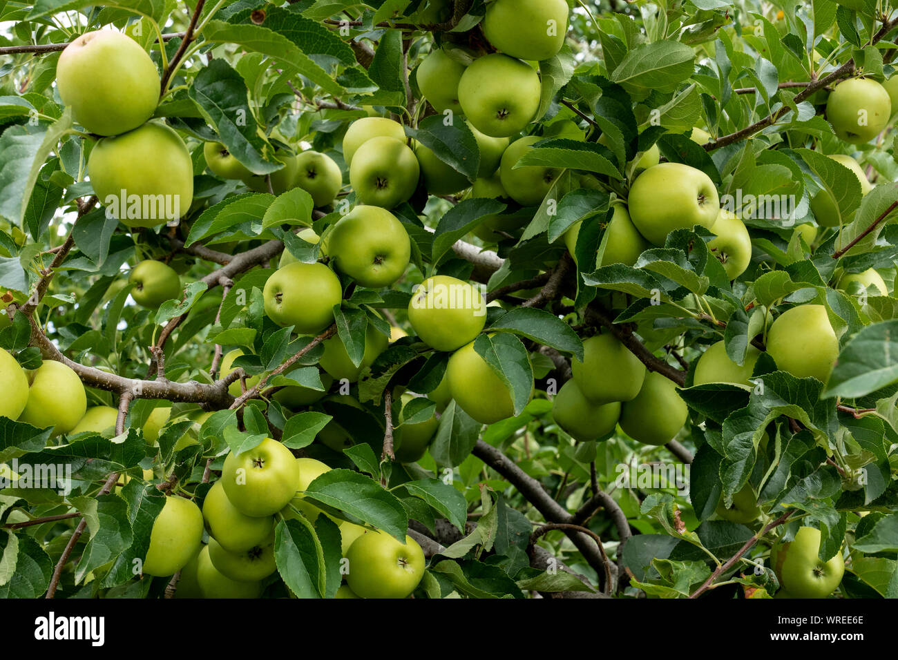 Organic apples hanging from a tree branch in an organic garden Stock Photo