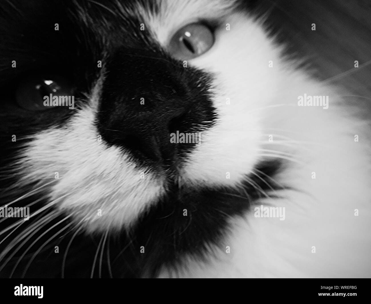White cat close up head Black and White Stock Photos & Images - Alamy