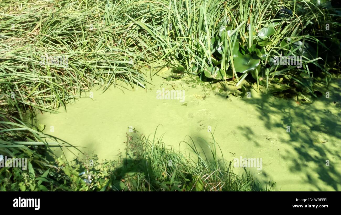 Plants Growing In Water Stock Photo Alamy
