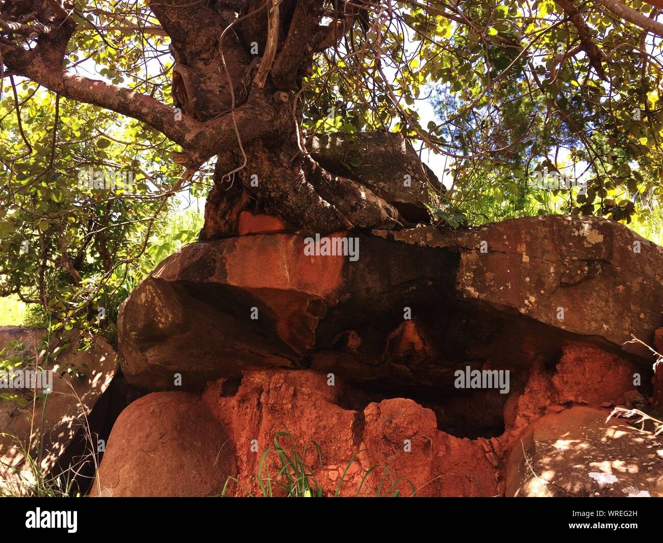 Tree Growing On Rock High Resolution Stock Photography and Images - Alamy