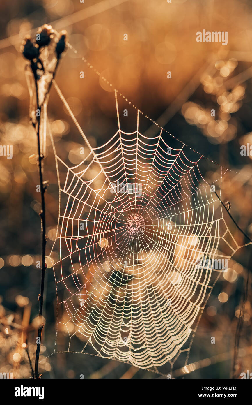 Spider web on a dry grass in the autumn field at sunset close-up Stock Photo