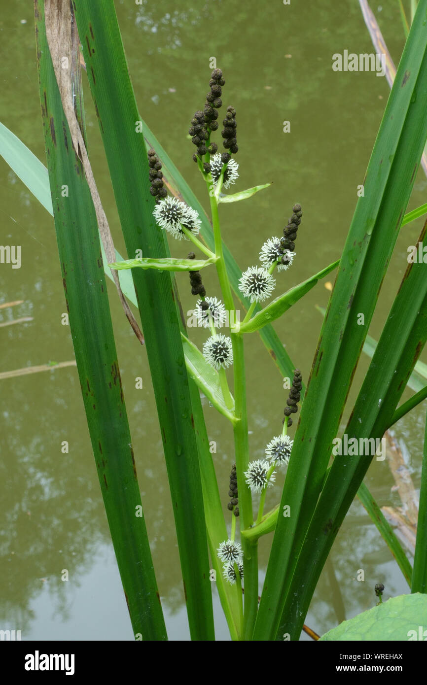 Branched bur-reed (Sparganium erectum) male above and female flowers below on lateral branched stems, canal bank, Berkshire, June Stock Photo