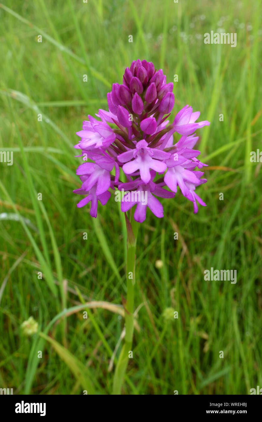 Partly open, pink, purple forets on flower spike of a pyramidal orchid (Anacamptis pyramidalis) on Hungerford Common, pyramid shape, Berkshire, June Stock Photo