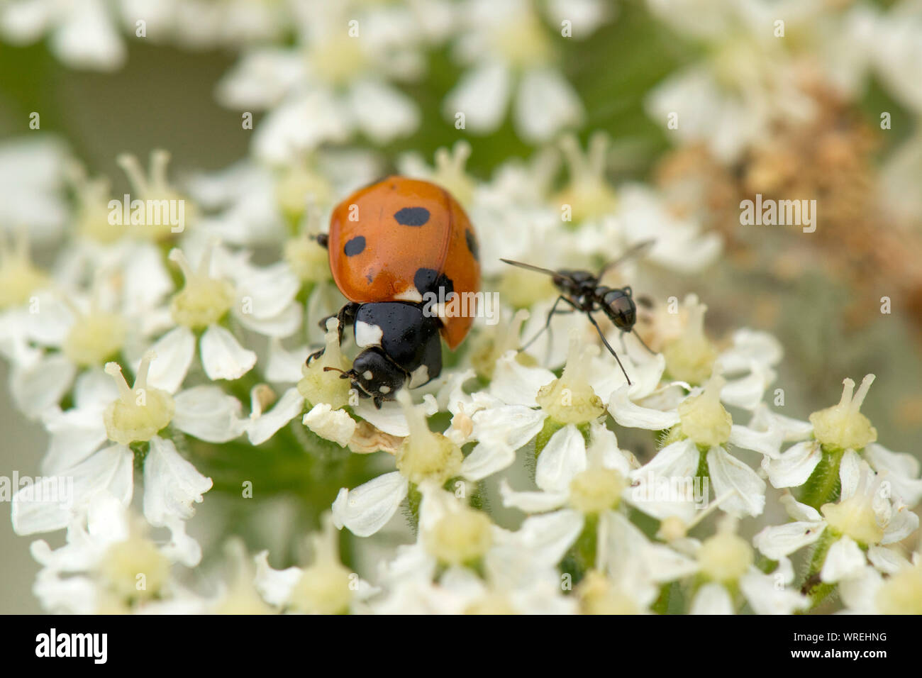 A native seven-spot ladybird (Coccinella septempunctata) feeding on nectar from a hogweed flower, Berkshire, July Stock Photo