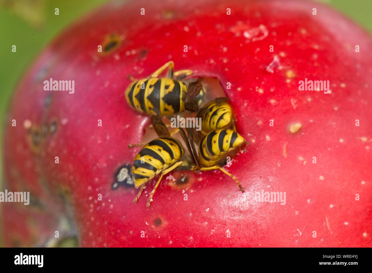 Common wasps (Vespula vulgaris) feeding through a hole in the skin on a ripe red discovery apple on the tree, Berkshire, August Stock Photo