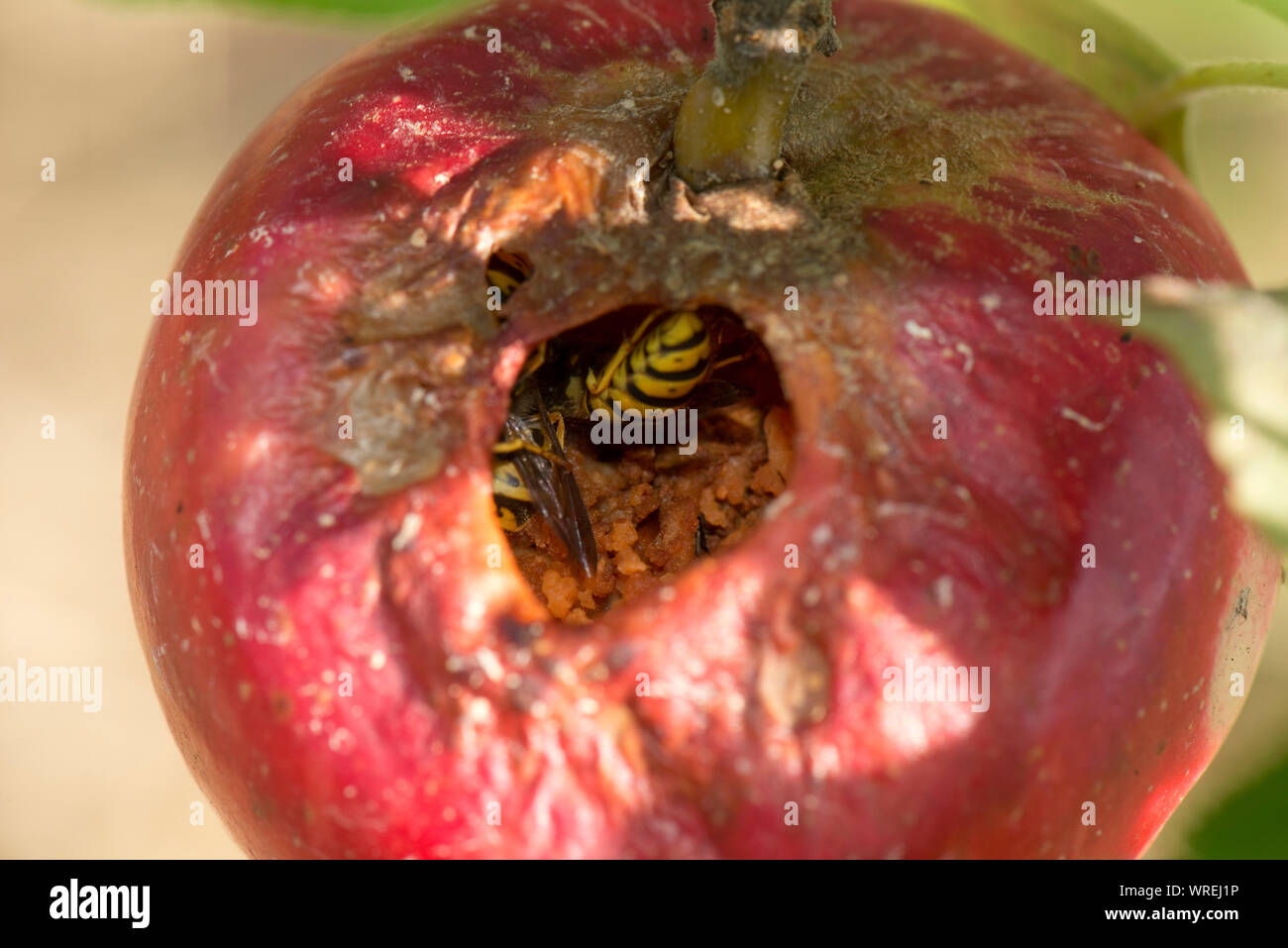 Ripe discovery apple eaten from the inside by wasps (Vespula vulgaris) and earwigs (Forficula sp.) Berkshire, August leaving mummified skin on the tre Stock Photo