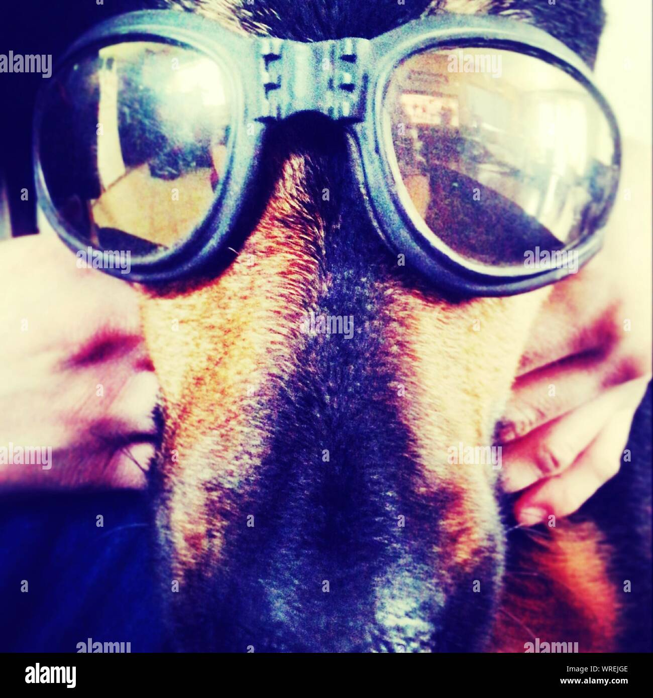 Dog with goggles hi-res stock photography and images - Alamy