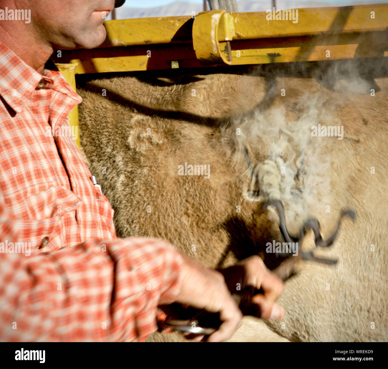Cattle branding on a remote West Texas ranch. Stock Photo