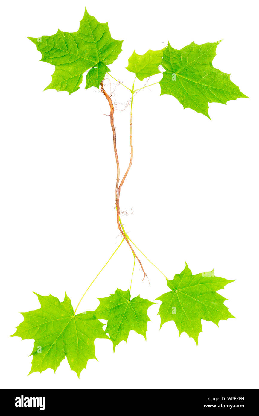 Green Maple Roots Young maple trees with roots isolated on white background Stock Photo ...