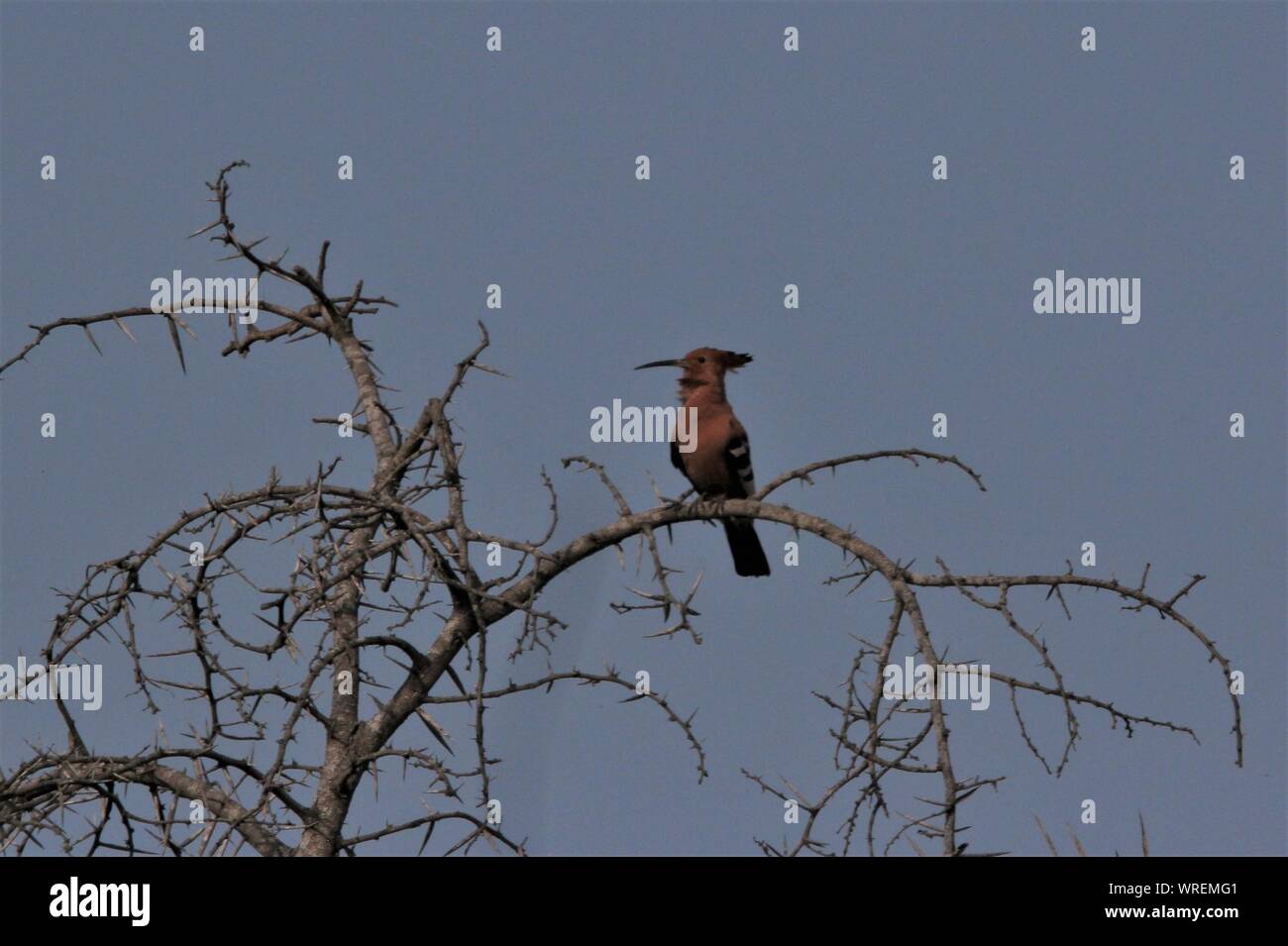 African Hoopoe (Upupa africana) roosting on a tree at Addo Elephant National Park, Eastern Cape, South Africa Stock Photo