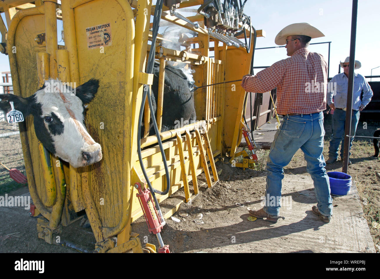 Cattle branding on a remote West Texas ranch. Stock Photo