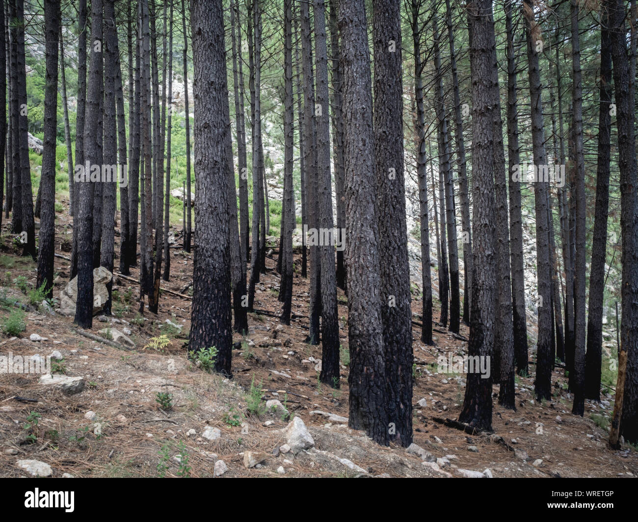 Burned trees after forest fires Stock Photo