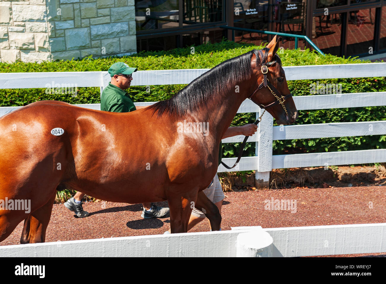 2019 Keeneland Yearling Sales at Keeneland Sale Pavilion in Lexington