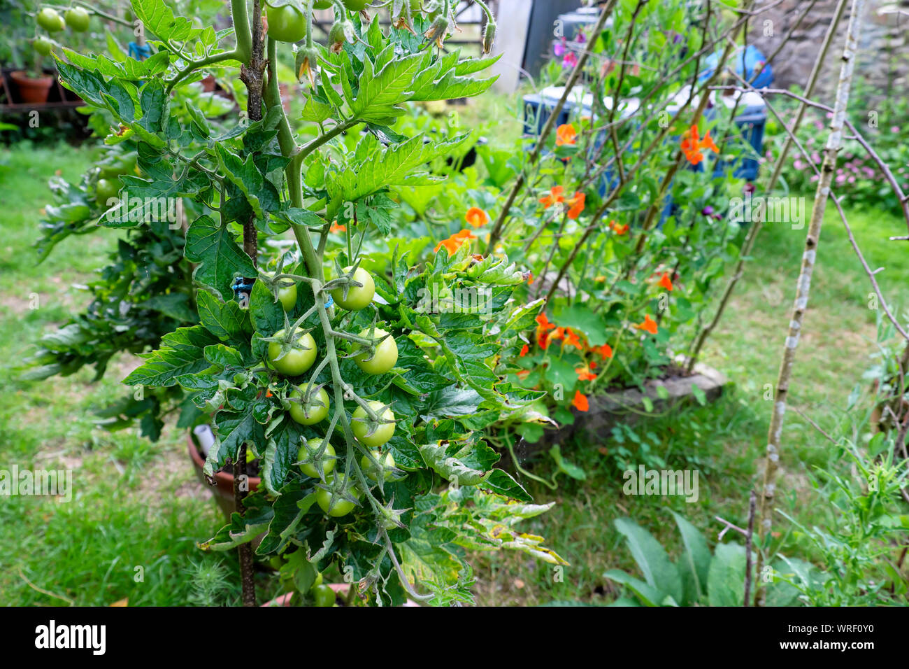 Tomato truss hires stock photography and images Alamy