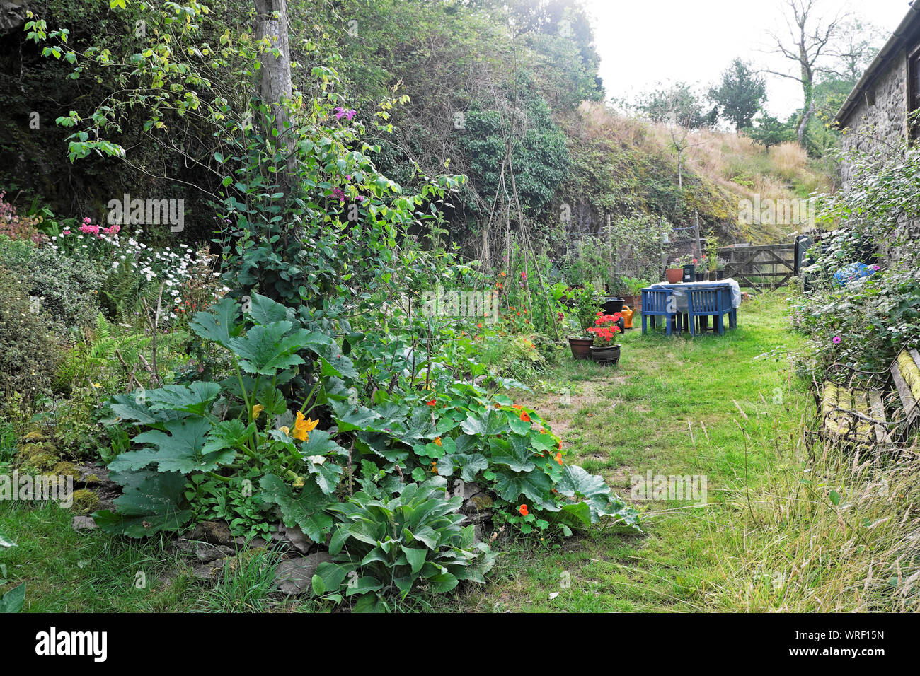 Vegetables and flowers growing in a backyard countryside garden in summer August 2019 Carmarthenshire Wales UK  KATHY DEWITT Stock Photo