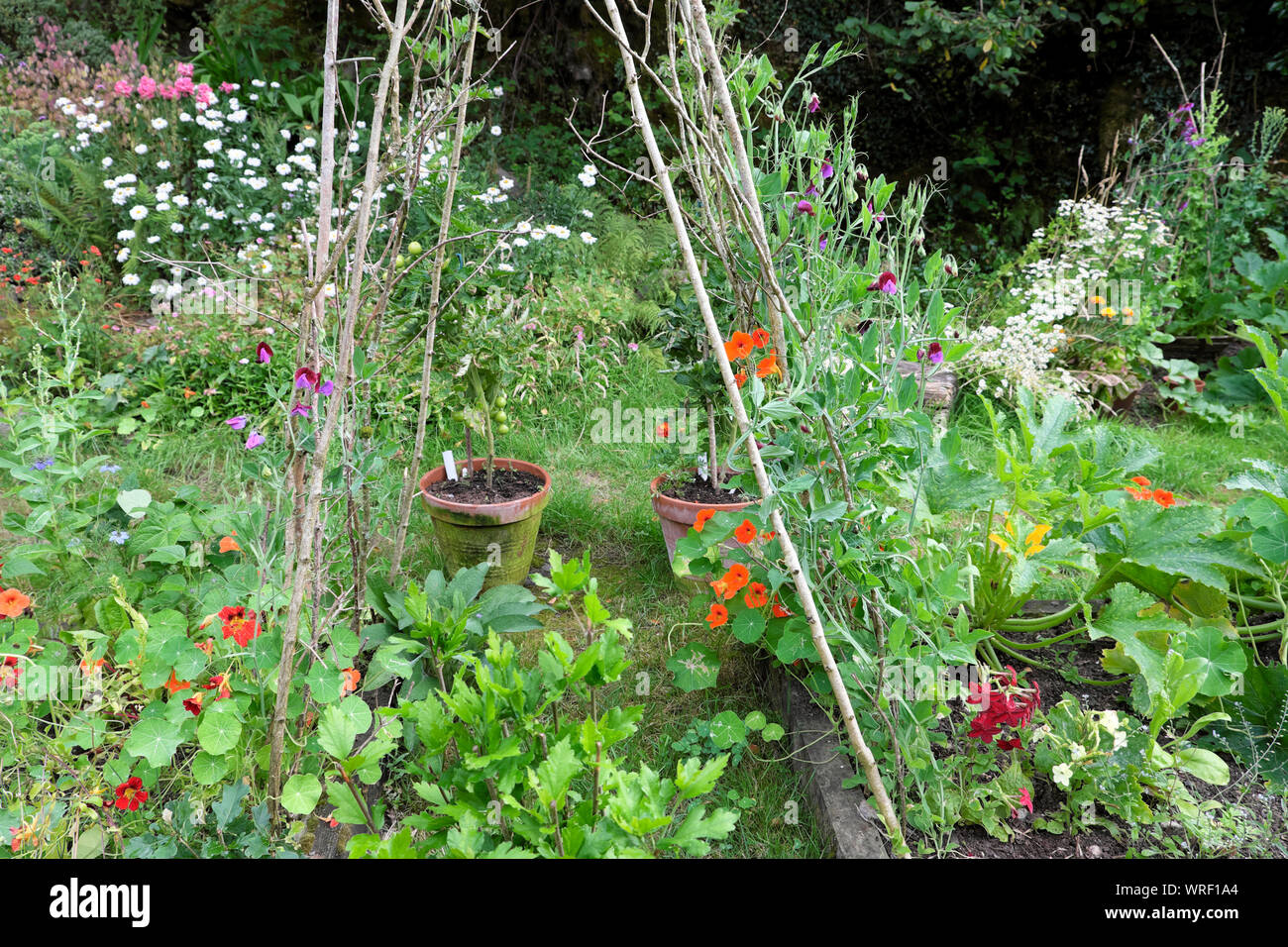 Vegetables and flowers growing on pea sticks in a backyard country garden on a sunny day in summer August 2019  Carmarthenshire Wales UK  KATHY DEWITT Stock Photo