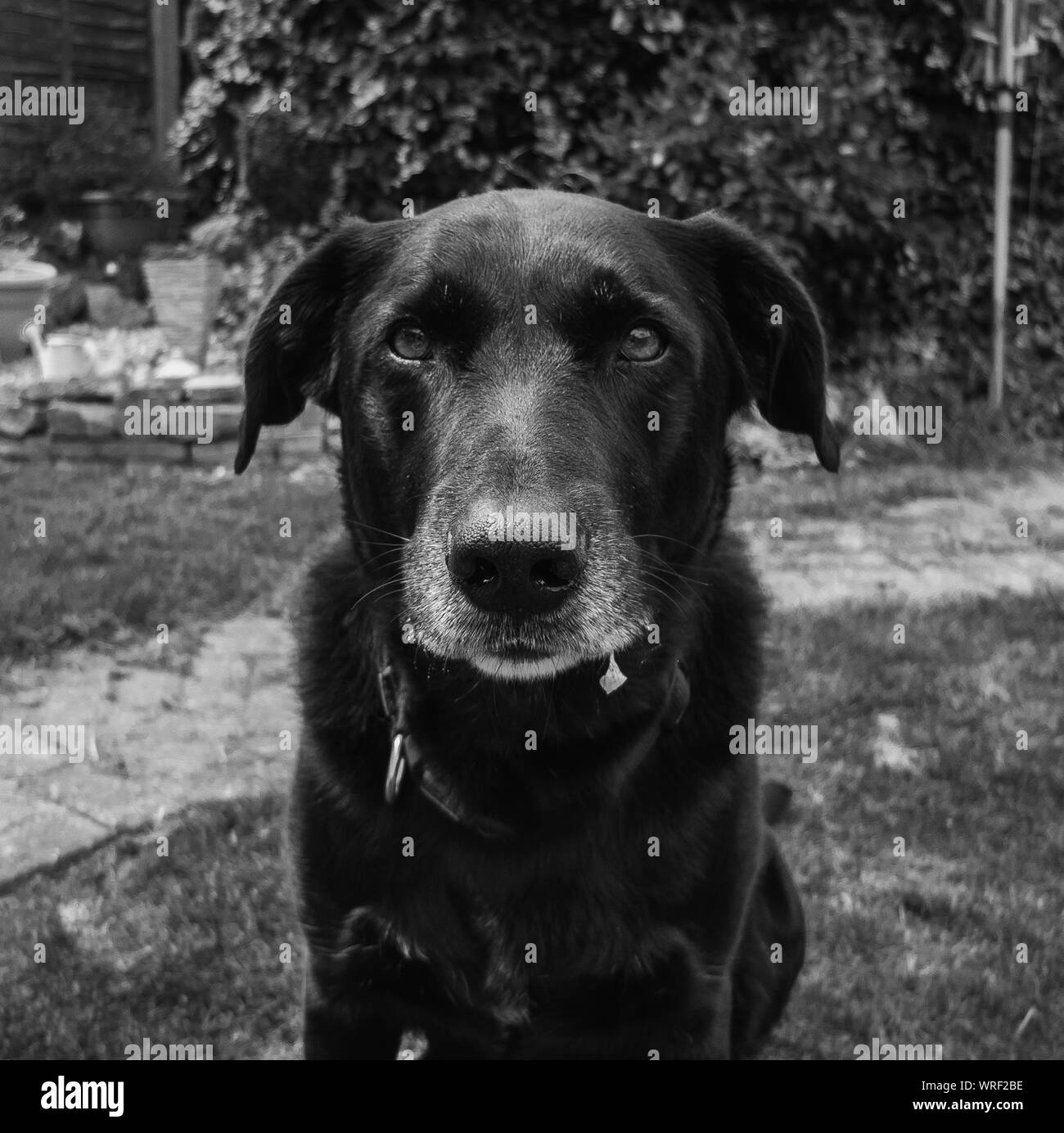 Back view garden Black and White Stock Photos & Images Alamy