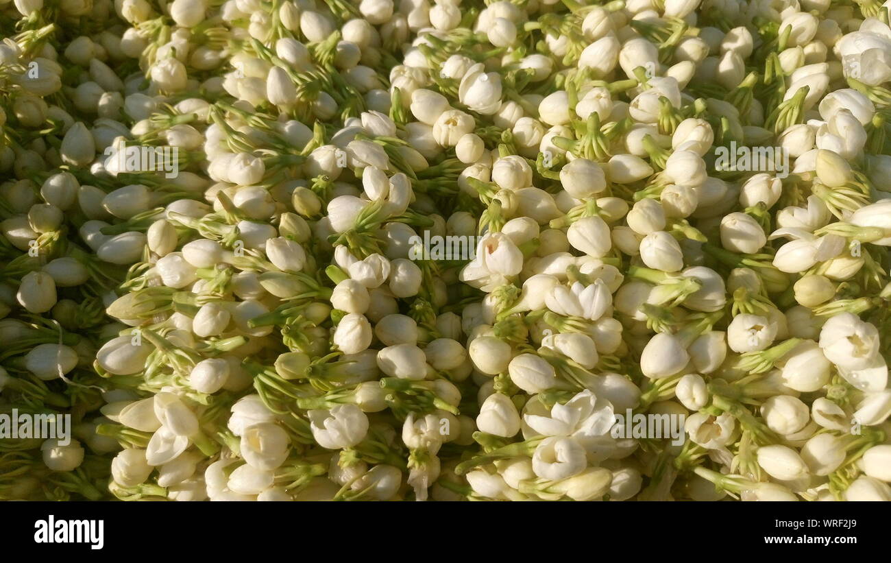 Jasmine Buds High Resolution Stock Photography and Images Alamy