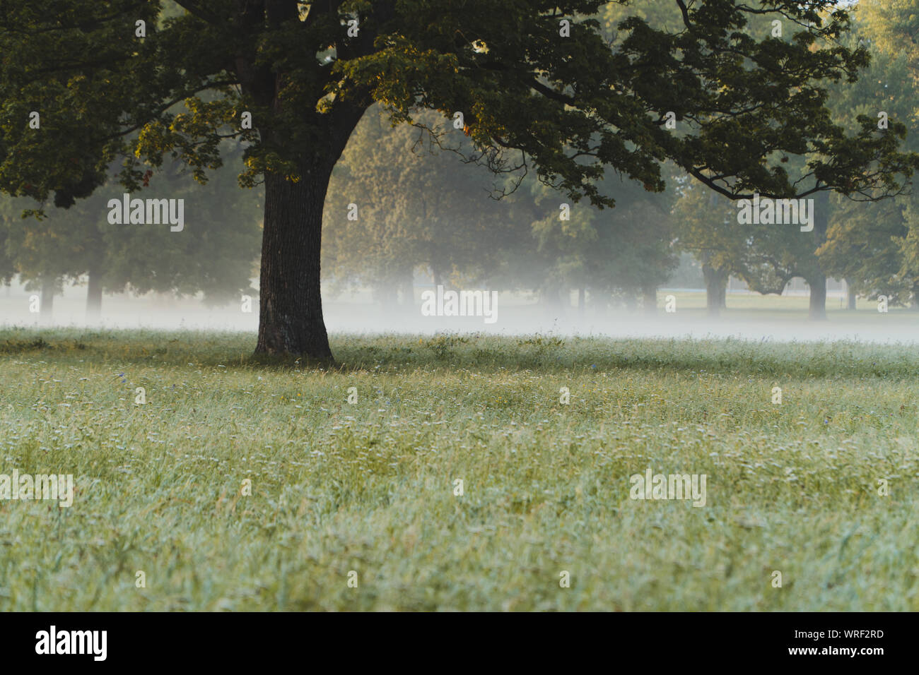 A tree in the morning mist on a field Stock Photo