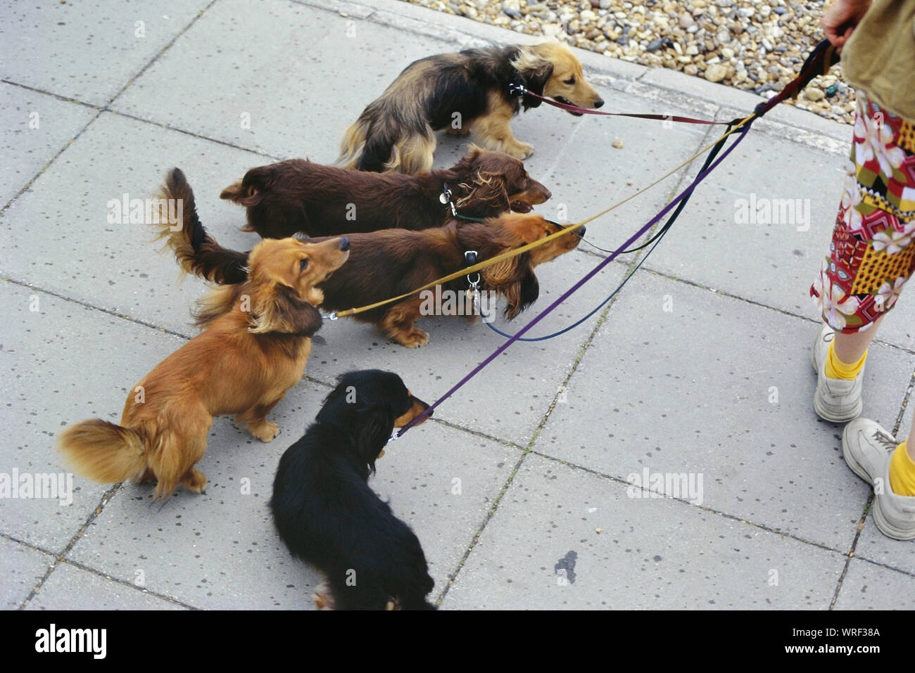 Dog walker, Hastings, Sussex, England, UK Stock Photo - Alamy