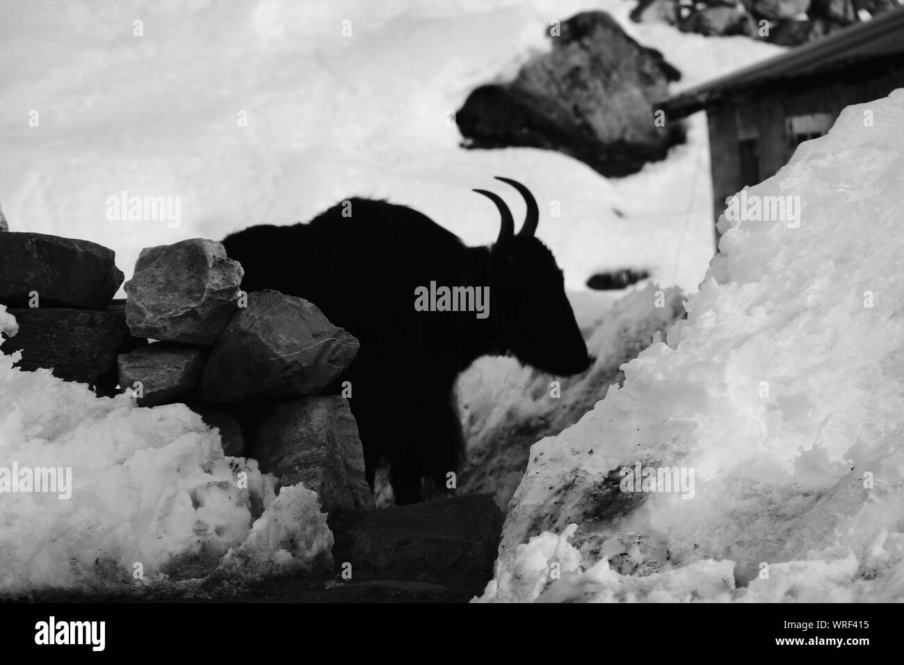 sinister yak in the himalaya Stock Photo