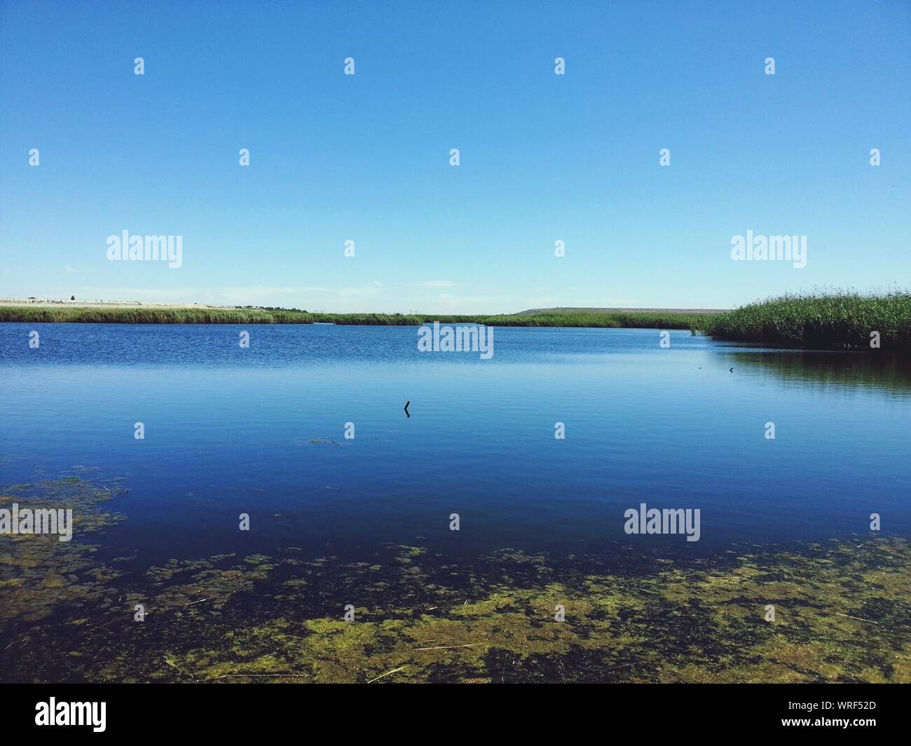 Algae Floating On Water Stock Photo Alamy