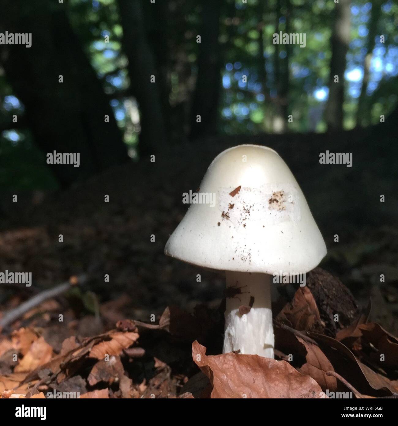 Close-up Of White Mushroom Growing On Field By Trees In Forest Stock Photo